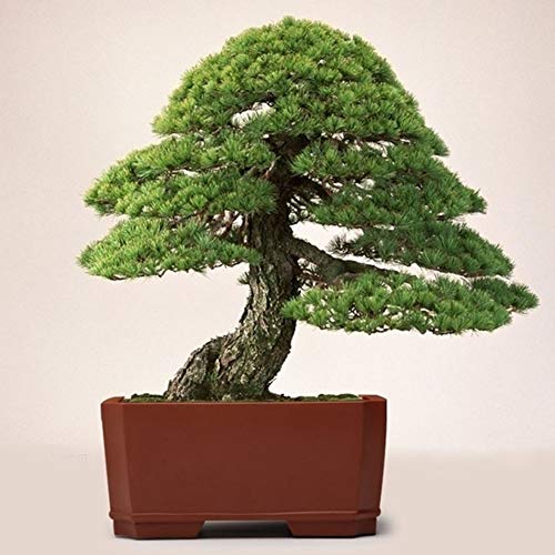40 Stück Weiße Kiefernsamen Bonsai Pinus Pflanze Parviflora Baum Hausgarten Dekor, Schöne Pflanzensamen 40 Stk von MiTaiyau