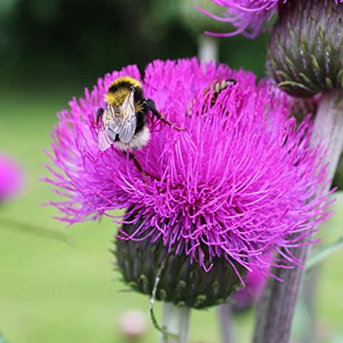 50 Stück/Beutel Blumensamen Medizinische Natürliche Gute Ernte Einfache Pflanze Mariendistelsamen Zum Pflanzen Von Pflanzengartensamen Samen von MiTaiyau