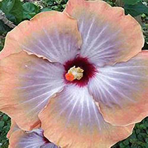50 Stück/Beutel Hibiskus-Samen Tropische Blume Home Decor Mehrjährige Topf-Bonsai-Pflanzensamen Für Gartenpflanzen Gartensamen Hibiskussamen von MiTaiyau