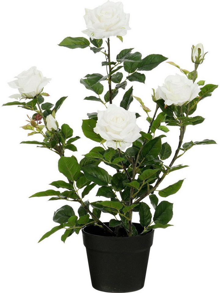 Kunstpflanze Mica Decorations Kunstpflanze Rose im Topf creme Ø, Mica Decorations Kunstpflanze Mica Decorations Kunstpflanze Rose im Topf creme Ø, Mica Decorations von Mica Decorations