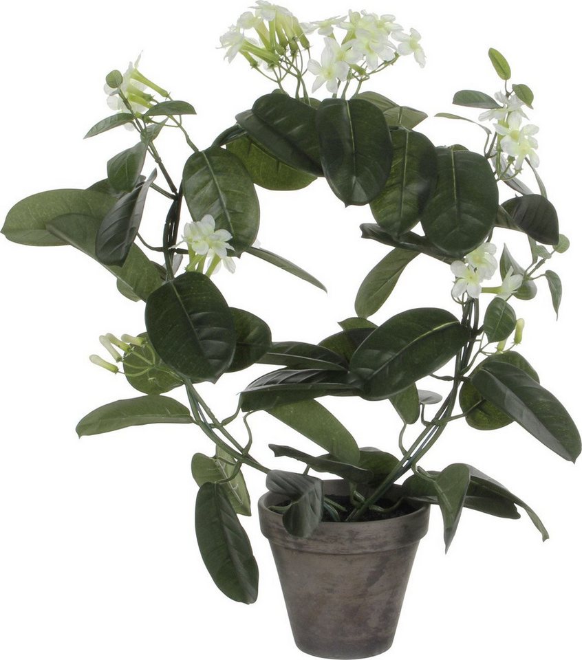 Kunstpflanze Mica Decorations Stephanotis in Topf polyester 50, Mica Decorations Kunstpflanze Mica Decorations Stephanotis in Topf polyester 50, Mica Decorations von Mica Decorations