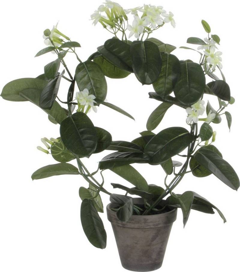 Kunstpflanze Mica Decorations Stephanotis in Topf polyester 50, Mica Decorations Kunstpflanze Mica Decorations Stephanotis in Topf polyester 50, Mica Decorations von Mica Decorations