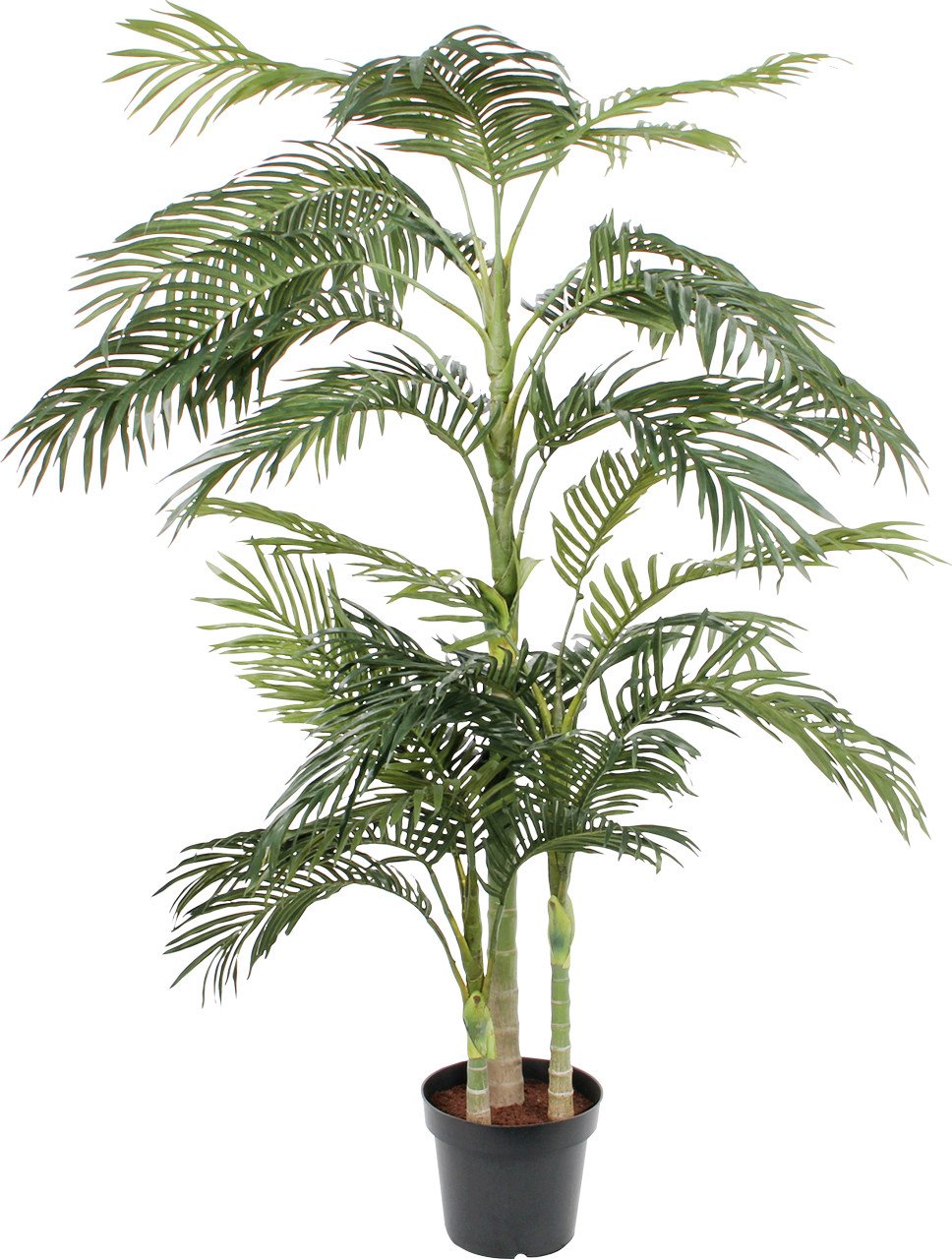 Mica Areca Palme im Plastik Topf grün, 190 x 145 cm Mica Areca Palme im Plastik Topf grün, 190 x 145 cm von Mica Decorations