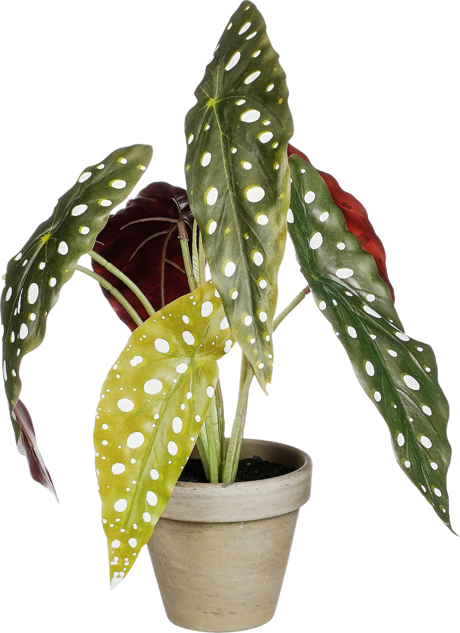 Mica Kunstpflanze Begonie Maculata grün im Topf Ø 21 x 28 cm von Mica Decorations