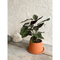 Neue Größe Verjüngt Groß von MichikoShimada