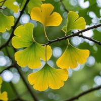 3 Ginkgo Biloba Setzlinge 1 Jahr Pflanzen, Ältester Baum Der Welt. Geteiltes Blatt. Wurzeln Gewickelt 3 Ginkgo Biloba Setzlinge 1 Jahr Pflanzen, Ältester Baum Der Welt. Geteiltes Blatt. Wurzeln Gewickelt von MightyoaktreeNursery