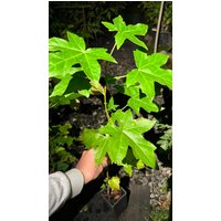 Amberbaum | Liquidambar Styrciflua, 1-2 Jahre Alt, Eine Pflanze 13-25 cm Groß Amberbaum | Liquidambar Styrciflua, 1-2 Jahre Alt, Eine Pflanze 13-25 cm Groß von MightyoaktreeNursery