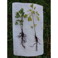 Eine Ginkgo Biloba Pflanze 2 Jahre Alt. Verschickt Mit Wurzeln Gewickelt. 6-12 cm Groß Eine Ginkgo Biloba Pflanze 2 Jahre Alt. Verschickt Mit Wurzeln Gewickelt. 6-12 cm Groß von MightyoaktreeNursery