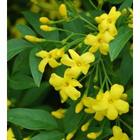 Gelber Jasmin "Revolutum' | Jasminum Humile 2 "Topfgröße von MightyoaktreeNursery