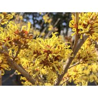 Hamamelis × Intermedia "Arnold Promise', 1Jährige Pflanze, Veredelt von MightyoaktreeNursery