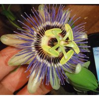 Passiflora Caerulea 15 Stecklinge, Blaue Passionsblumenranke, 16-20 cm Lang Passiflora Caerulea 15 Stecklinge, Blaue Passionsblumenranke, 16-20 cm Lang von MightyoaktreeNursery