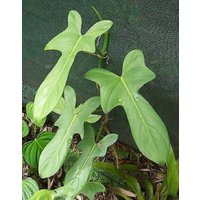 Philodendron Fiddle-Leaf Gut Bewurzelte Pflanze in Topf von MightyoaktreeNursery