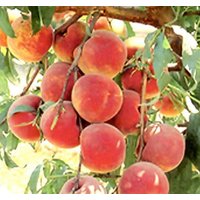 Prunus Persica "Nemaguard" | Pfirsichsämling Lebend 1-2 Jahre Alt" Pflanze von MightyoaktreeNursery