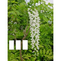 Wisteria Floribunda Shiro Noda | Longissima Alba 12-15 cm Große Veredelte Pflanze Wisteria Floribunda Shiro Noda | Longissima Alba 12-15 cm Große Veredelte Pflanze von MightyoaktreeNursery
