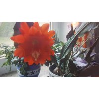 3 Epiphyllum Blattkakteen Big Red, Ableger Frisch Geschnitten 3 Epiphyllum Blattkakteen Big Red, Ableger Frisch Geschnitten von MilaKluge