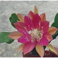 3 Steklinge Lepismium Cruciforme Cactaceae Epiphyllum, /Hibr. Crenatum, Gitti Paetz, Pink Plumes, Yellow Gem, Tassel, Melanie Paetz 3 Steklinge Lepismium Cruciforme Cactaceae Epiphyllum, /Hibr. Crenatum, Gitti Paetz, Pink Plumes, Yellow Gem, Tassel, Melanie Paetz von MilaKluge