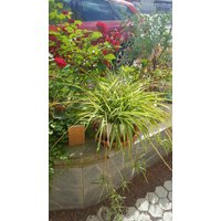3 Stück Chlorophytum Grünlilie, Pachira Glückskastanie, Leckerbissen Für Katzen Ohne Wurzeln, Frisch Geschnitten 3 Stück Chlorophytum Grünlilie, Pachira Glückskastanie, Leckerbissen Für Katzen Ohne Wurzeln, Frisch Geschnitten von MilaKluge