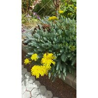 3 Stück Felsen-Fettherme, Sedum Rupestre, Tripmadam, Mauerpfeffer, Ohne Wurzeln von MilaKluge