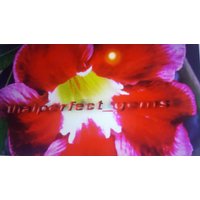 Adenium Obesum Desert Rose " Santa" 5 Frisch Samen Adenium Obesum Desert Rose " Santa" 5 Frisch Samen von MilaKluge