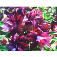 Adenium Obesum Rose 5 Samen " Black War ", Maroon Star, Roaypepoer, Sweet Moungkol, Triple Formasa, Black Dragon, King Of Purple Adenium Obesum Rose 5 Samen " Black War ", Maroon Star, Roaypepoer, Sweet Moungkol, Triple Formasa, Black Dragon, King Of Purple von MilaKluge