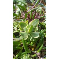 Crassula Atropurpurea Muirii Variegata , Steklinge Ohne Wurzeln Crassula Atropurpurea Muirii Variegata , Steklinge Ohne Wurzeln von MilaKluge