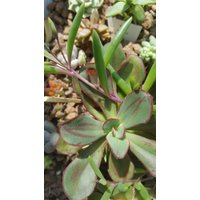 Echeveria Nodulosa , Sukkulente, Rosette Ohne Wurzeln Echeveria Nodulosa , Sukkulente, Rosette Ohne Wurzeln von MilaKluge