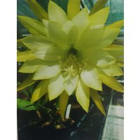 Epiphyllum Persian Tiger, Jeniffer Anne, Reward, Daisy Deam, Circus Circus, Schowboat, Himmelzauber , Steklinge Frisch Geschnitten Ab 10cm Epiphyllum Persian Tiger, Jeniffer Anne, Reward, Daisy Deam, Circus Circus, Schowboat, Himmelzauber , Steklinge Frisch Geschnitten Ab 10cm von MilaKluge