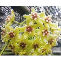 Hoya Buotii Cv. Sunriser , Porzellanblume, Wachsblume, Plant, Steckling Frisch Geschnitten Nach Bestellung Hoya Buotii Cv. Sunriser , Porzellanblume, Wachsblume, Plant, Steckling Frisch Geschnitten Nach Bestellung von MilaKluge