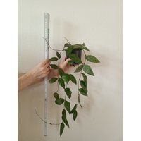 Hoya Caudata Sumatra Splash/Porzellan Blumen, Plant, 4 Blättige Steckling Hoya Caudata Sumatra Splash/Porzellan Blumen, Plant, 4 Blättige Steckling von MilaKluge