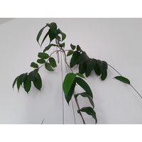 Hoya Danumensis, Steckling Frisch Geschnitten Nach Bestellung Hoya Danumensis, Steckling Frisch Geschnitten Nach Bestellung von MilaKluge