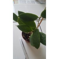 Hoya Mindorensis Cv. Dark Red , Purple Star , Star, Yellow Flower, Sp. Ut 033, /Porzellan, Steckling von MilaKluge