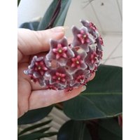 Hoya Royal Hawaiian Purple Splash, Porzellanblume, Wachsblume, Pflanz, Steklinge Frisch Geschnitten Nach Bestellung Hoya Royal Hawaiian Purple Splash, Porzellanblume, Wachsblume, Pflanz, Steklinge Frisch Geschnitten Nach Bestellung von MilaKluge