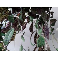 Kollektion Aeschynanthus Marmoratus, Bolero Bicolor, Rarität Lobbyanus Variegated, Steckling Ohne Wurzeln Und Mit Kollektion Aeschynanthus Marmoratus, Bolero Bicolor, Rarität Lobbyanus Variegated, Steckling Ohne Wurzeln Und Mit von MilaKluge