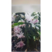 Schlumbergera , Weihnachtskaktus. Plant, Pflanz. Ableger 5 Stück/ Ab15cm von MilaKluge