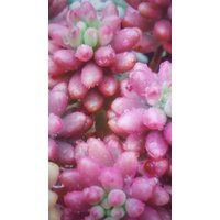 Sedum Rubrotinctum Aurora " Jelly Beans ", Steklinge Ohne Wurzeln Sedum Rubrotinctum Aurora " Jelly Beans ", Steklinge Ohne Wurzeln von MilaKluge