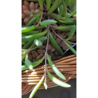 Sukkulenten , Senecio Herreianus " Purple Fluch Ohne Wurzeln, Ca 15cm Sukkulenten , Senecio Herreianus " Purple Fluch Ohne Wurzeln, Ca 15cm von MilaKluge