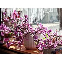 Tradescantia Variegata Sweet Sweetness, Nanouk, Pink Furry, Ableger Ohne Und Mit Wurzeln . Ab 15 cm Tradescantia Variegata Sweet Sweetness, Nanouk, Pink Furry, Ableger Ohne Und Mit Wurzeln . Ab 15 cm von MilaKluge