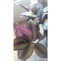 Zebrina Variegata - Ampelkraut Tradescantia, 5 Steklinge Frisch Geschnitten Nach Bestellung Ab 15cm Mit Heat Pack Zebrina Variegata - Ampelkraut Tradescantia, 5 Steklinge Frisch Geschnitten Nach Bestellung Ab 15cm Mit Heat Pack von MilaKluge