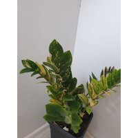 Zz Zamioculcas Zamiifolia Variegata Blatt Frisch Geschnitten Nach Bestellung Zz Zamioculcas Zamiifolia Variegata Blatt Frisch Geschnitten Nach Bestellung von MilaKluge