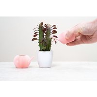 Gießkanne Kleine Lamellenmuster Design Pastellfarbe Rosa Blau Grün Moderne Garten von MilesMDesign