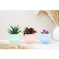 Pflanztopf Diamantform Klein Kaktus Garten Pastellfarben Rosa Grün Blau Perfektes Geschenk Pflanztopf Diamantform Klein Kaktus Garten Pastellfarben Rosa Grün Blau Perfektes Geschenk von MilesMDesign