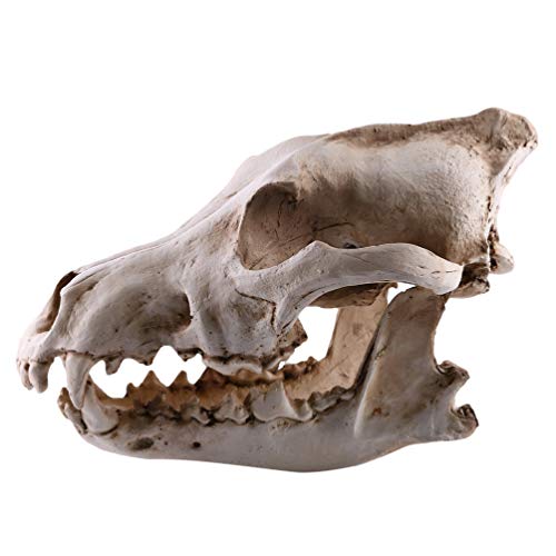 Milisten Wolf Schädel Modell Replik Requisiten Harz Wolf Kopf Skelett Modell Tier Skulptur für Unterricht Requisite Home Office Dekoration von Milisten