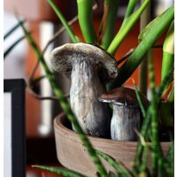 Zestaw 2 Grzyby Prawdziwki - Dekoracja Dla Roślin Terrarium von MiloThings