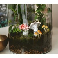 Zestaw 9 Sztuk Grzybków Grzyby - Dekoracja Dla Roślin Terrarium, Realistyczne von MiloThings