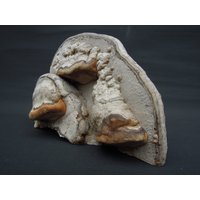 Zunderschwamm Baumpilz Deko Stehend Herbst Collage Pilzschmuck Naturkunstwerk Sideboard Regal Birke von Miloriblau