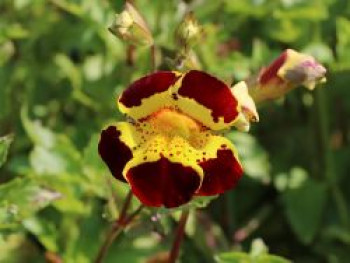 Gauklerblume 'Grandiflorus', Mimulus luteus 'Tigrinus Grandiflorus', Topfware von Mimulus luteus 'Tigrinus Grandiflorus'