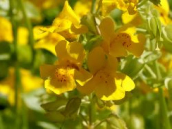 Gelbe Gauklerblume, Mimulus luteus, Topfware von Mimulus luteus