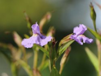 Offene Gauklerblume, Mimulus ringens, Topfware von Mimulus ringens