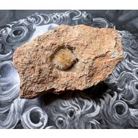 Premium Uv-Reaktiver Acicularer Aragonit , Seltene Mineralien Stufe Aus Spanien/Edelsteine Geode Druse Kristall Sammlerstück Sammlung von MineralienVitrine2