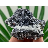 Bleiglanz Mit Pyrit Aus Der Borieva Mine, Madan Erzfeld, Rhodope Mts, Smolyan Oblast, Bulgarien, Mineralien, Kristalle, Pyrit, , N11 von MineralsSouvenirs